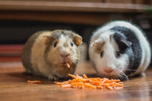 Grooming & Care