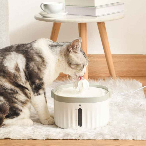 Filtered Automatic Pet Water Dispenser for Fresh Daily Cat Hydration