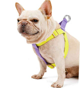 No-Pull Nylon Harness, Collar and Leash Set for Small Dogs