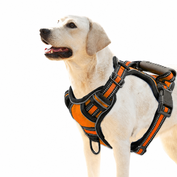 No-Pull Nylon Dog Harness and Leash Set for Small Breeds