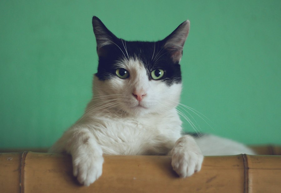 Adorable domestic cat
