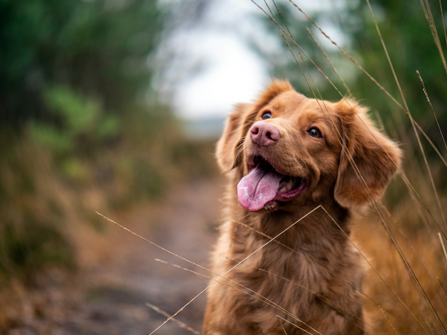 Happy pet owner with dog