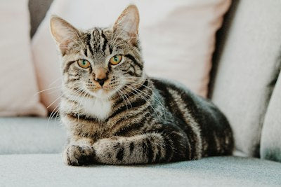 Large Cozy Cat Bed