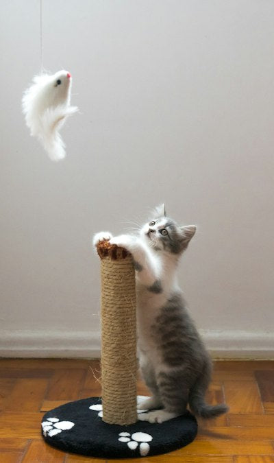 Scratching Posts