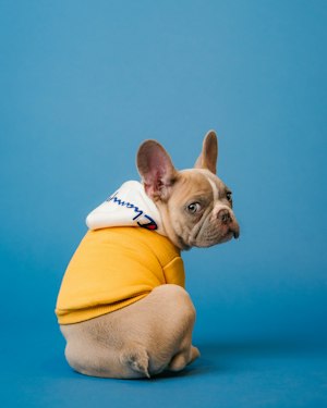 Reflective No-Pull Dog Harness